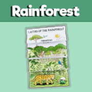 Rainforest Layers Craft
