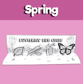 Butterfly Life Cycle project