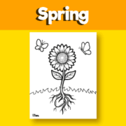 sunflower growth coloring for beginners