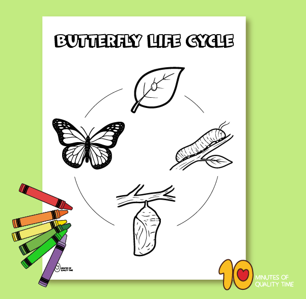 Butterfly Life Cycle Coloring pages printable