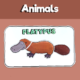 Platypus activity