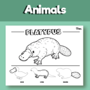 Platypus coloring page printable